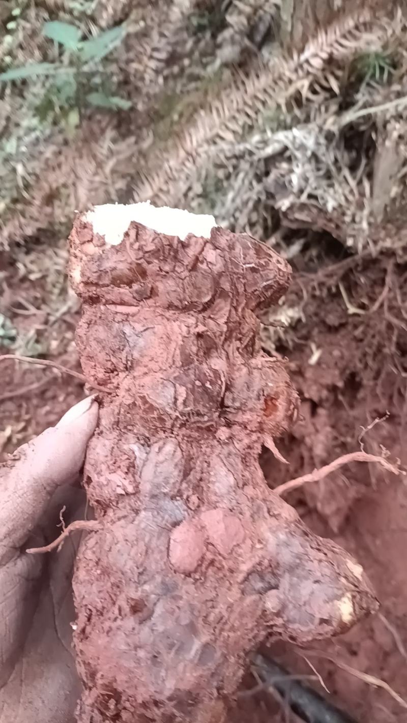 野生新鲜白肉土茯苓
