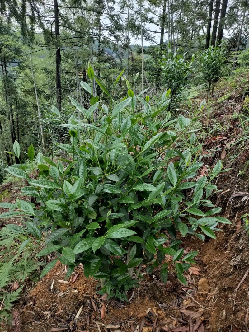 武夷岩茶