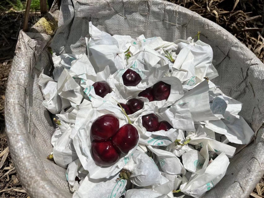 图片说明:展示一颗新鲜车厘子果实表面自然形成的白色霜层 车厘子表面出现白色霜状物