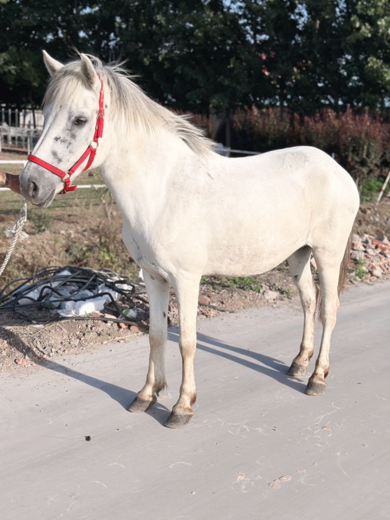 矮马100~200kg