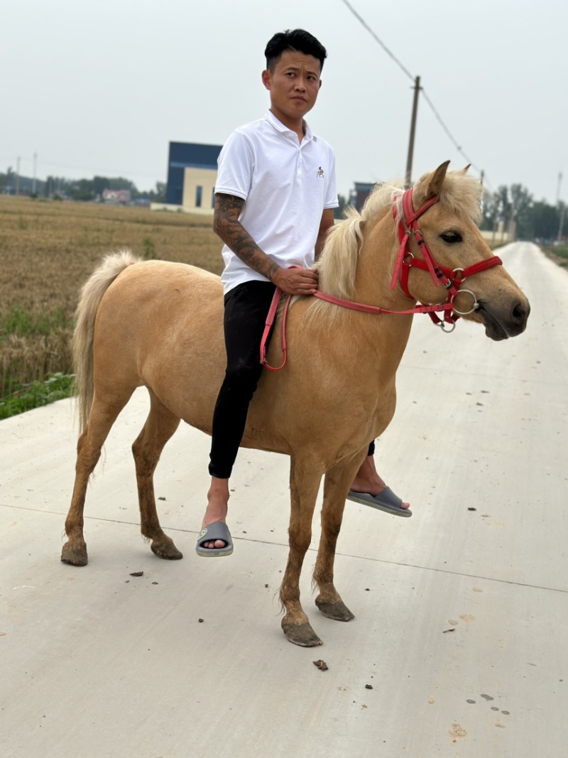矮马100~200kg