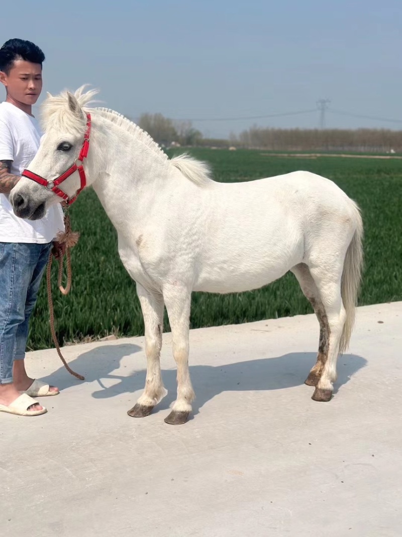 矮马100~200kg