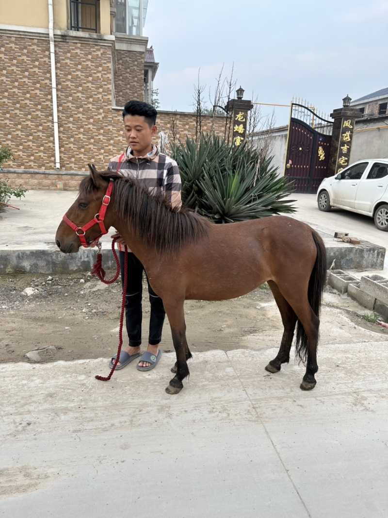 矮马100~200kg