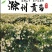 滁菊滁州特产大罐装