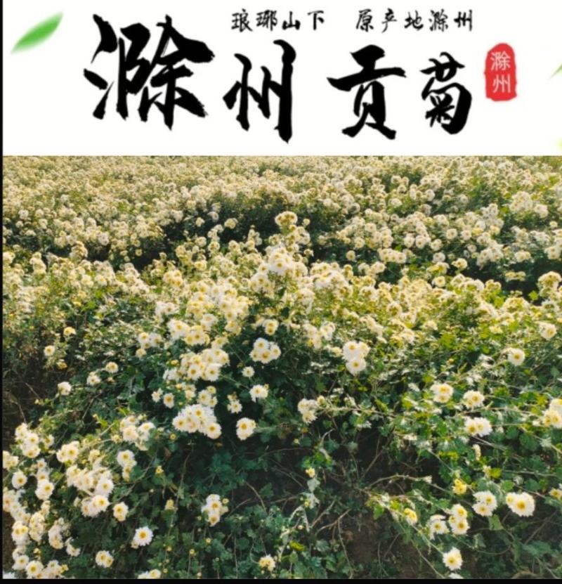 滁菊滁州特产大罐装