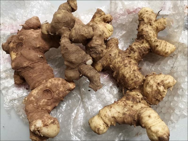 黄精，野生黄精鲜货，传统九制黄精供应支持电商合作统货选货