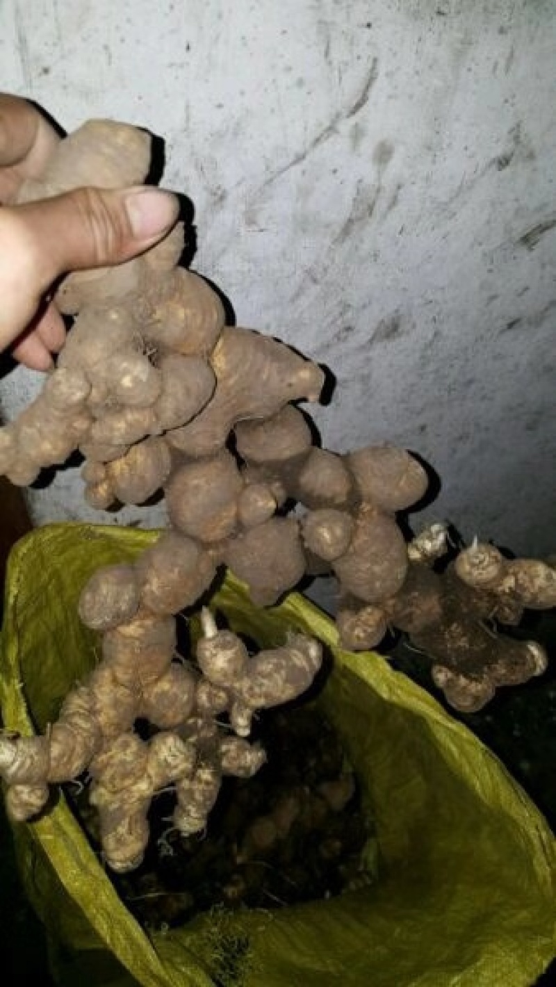 黄精，野生黄精鲜货，传统九制黄精供应支持电商合作统货选货