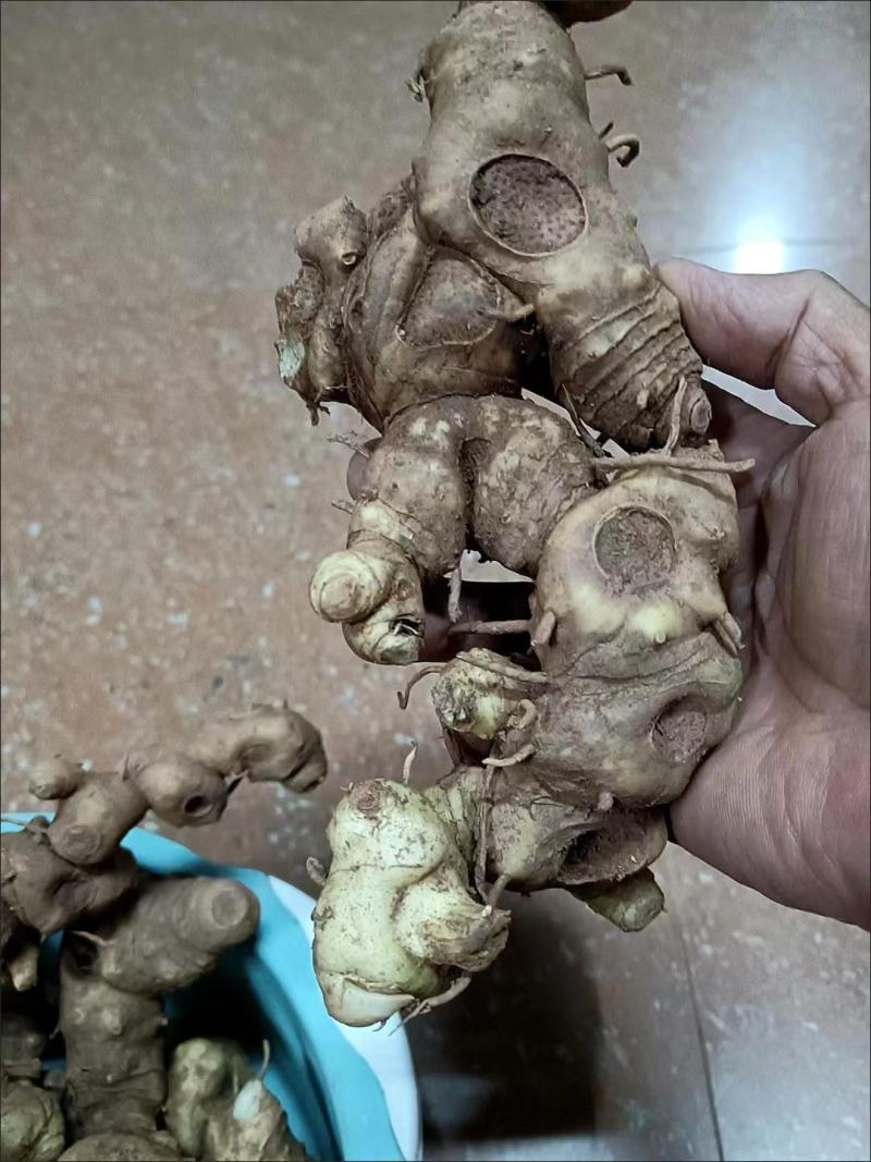 黄精，野生黄精鲜货，传统九制黄精供应支持电商合作统货选货