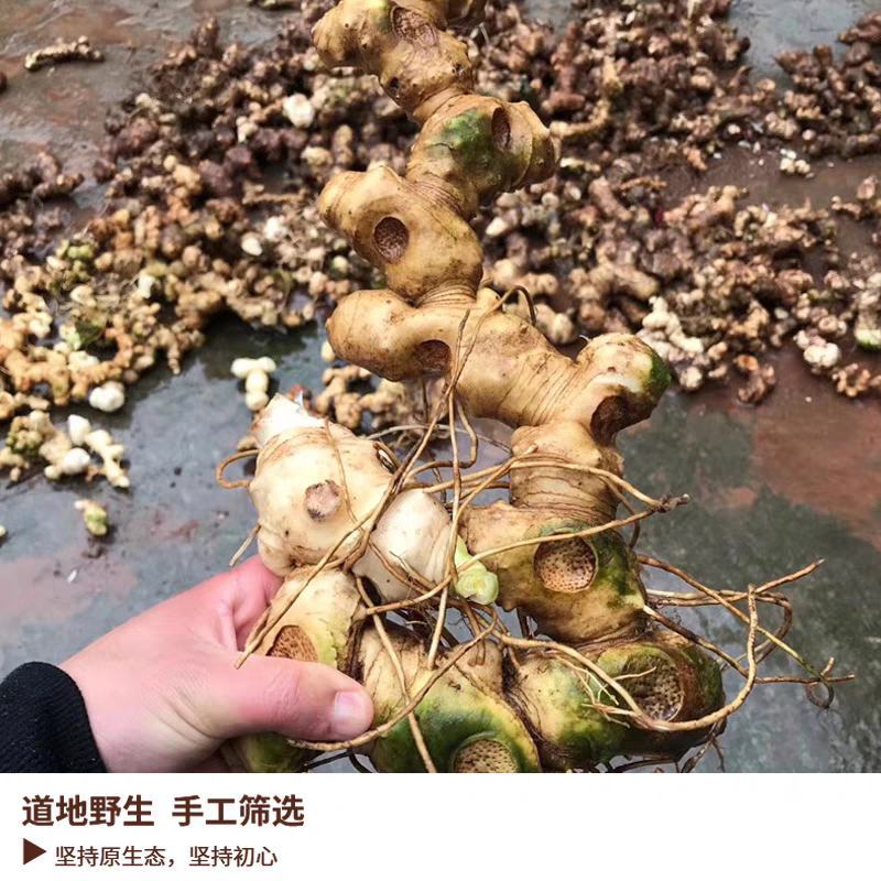 黄精，野生黄精鲜货，传统九制黄精供应支持电商合作统货选货