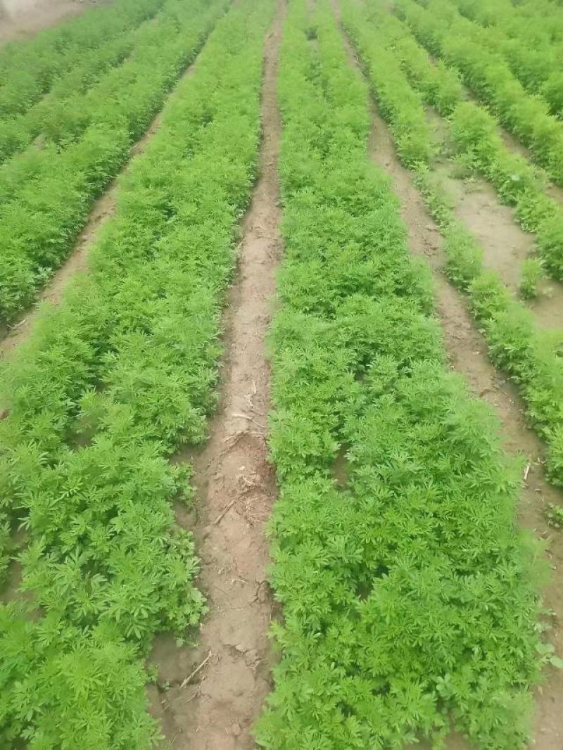 纯新荆芥种子，荆芥子包邮