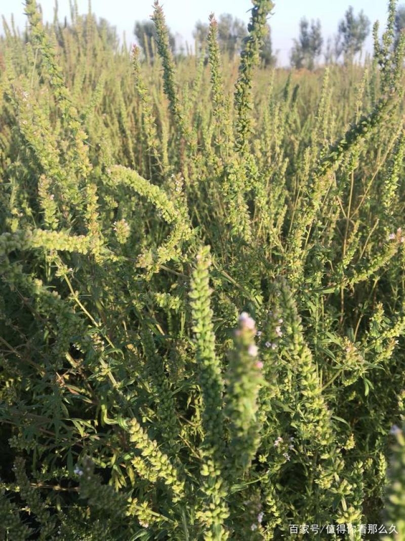 纯新荆芥种子，荆芥子包邮