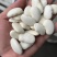 大颗粒白芸豆批发当季新货芸豆五谷杂粮云南云豆