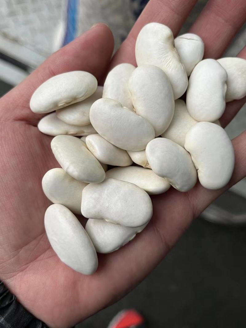大颗粒白芸豆批发当季新货芸豆五谷杂粮云南云豆