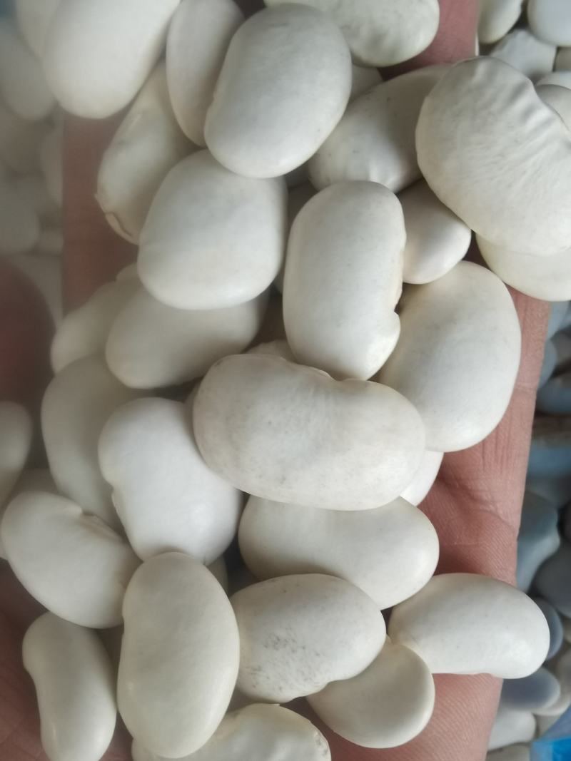 大颗粒白芸豆批发当季新货芸豆五谷杂粮云南云豆
