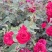 月季花