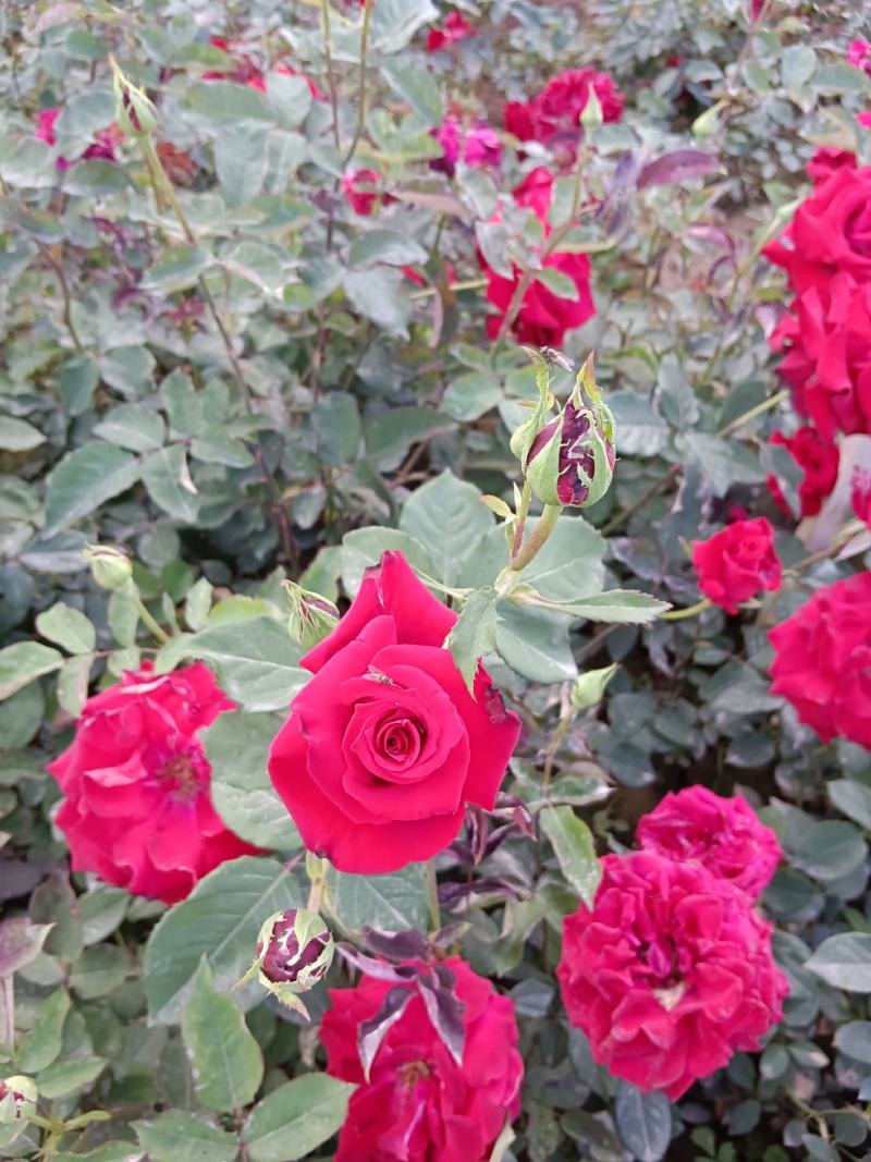 月季花