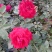 月季花