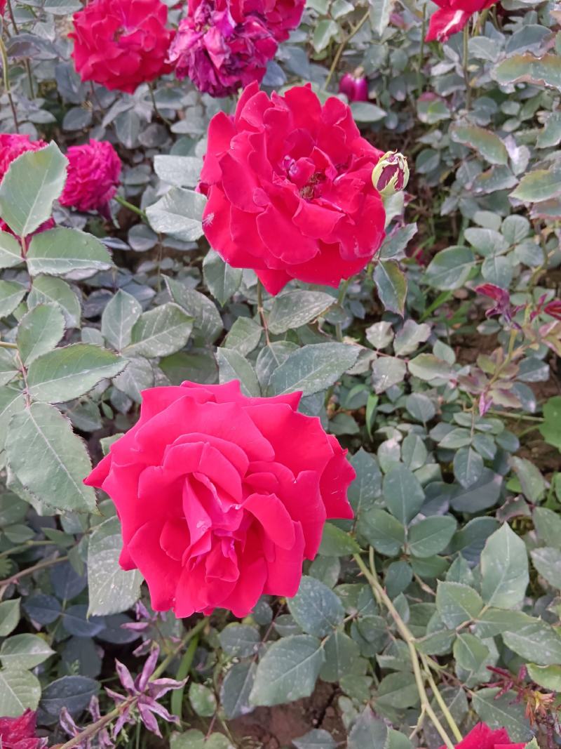 月季花