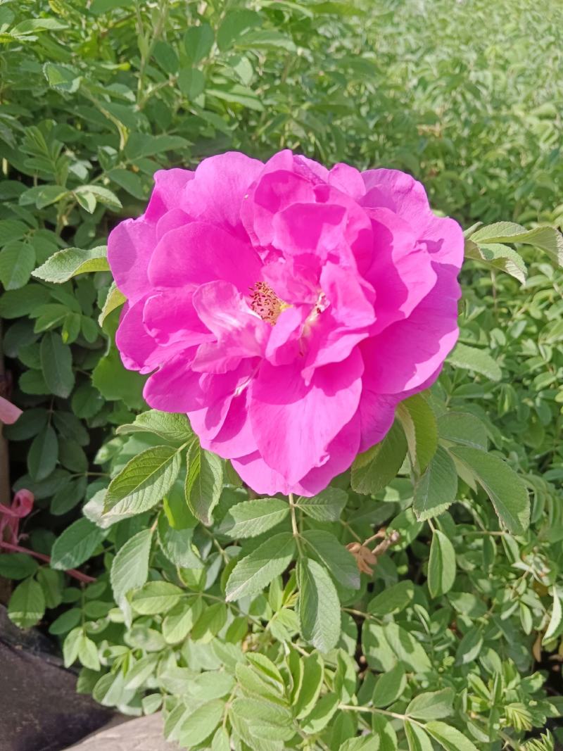 月季花