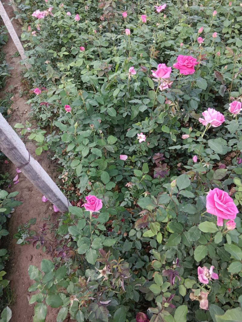 月季花
