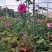 月季花