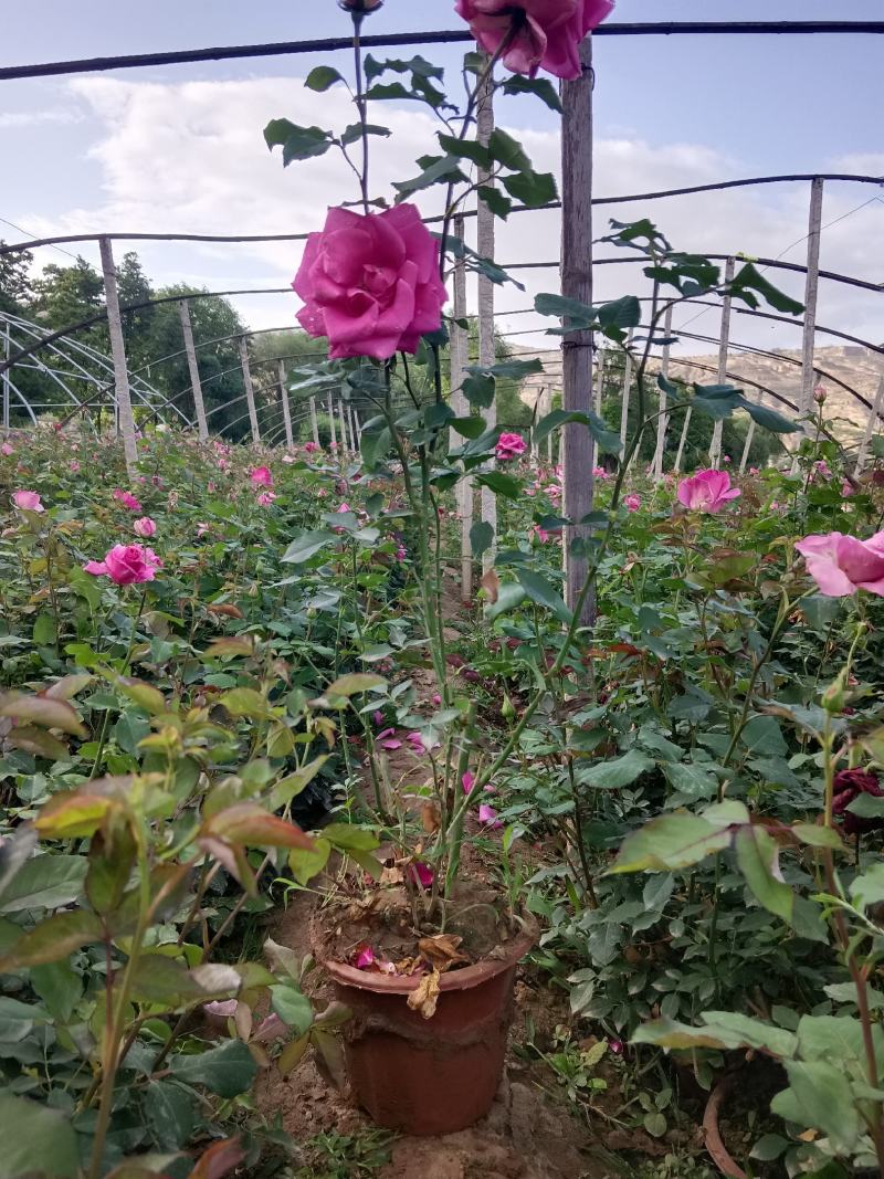 月季花