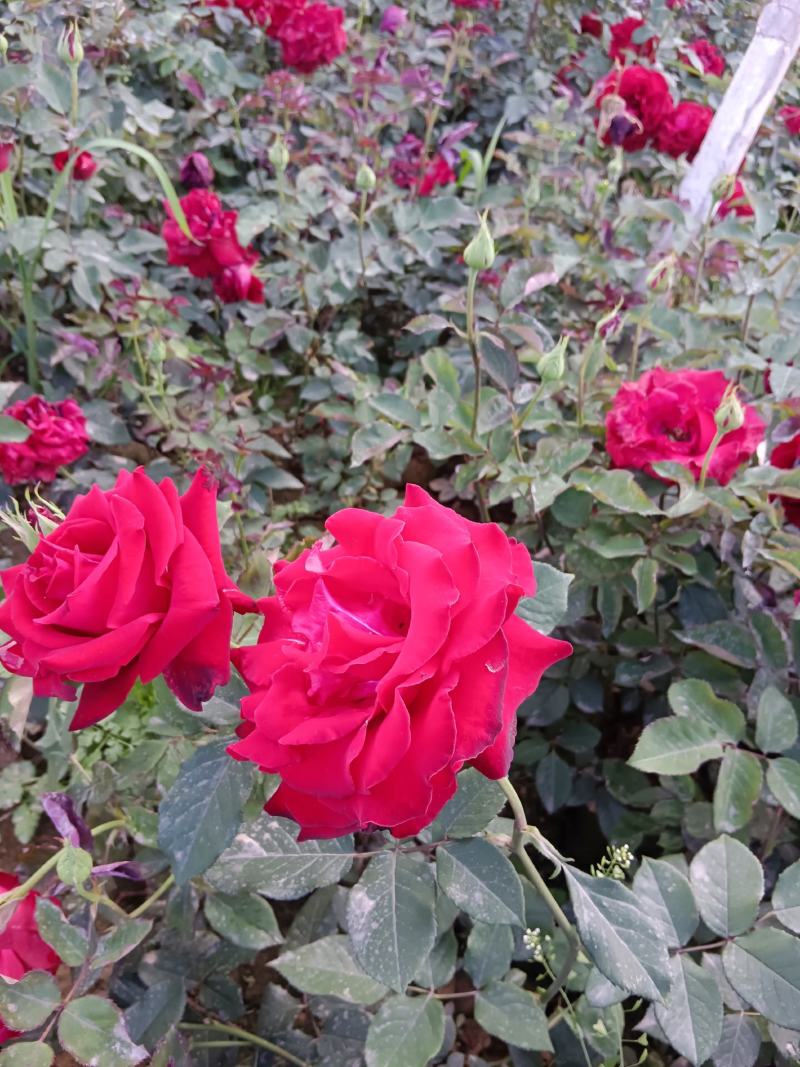 月季花