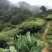 四川蒲江高山毛峰绿茶