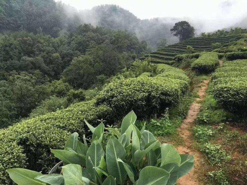 四川蒲江高山毛峰绿茶