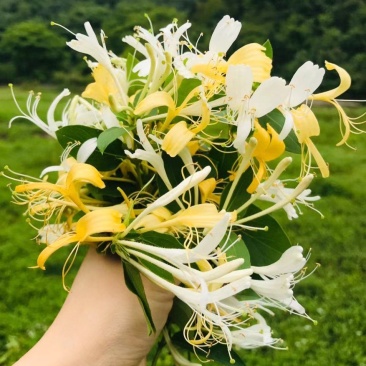 一件代发海口火山岩石野生金银花常年供应假一赔十
