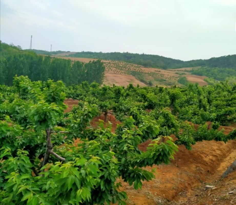 萨米脱樱桃种植园实景