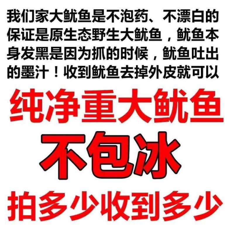 干冻无冰衣鱿鱼火锅铁板烧鱿鱼整条单冻冻板鱿鱼