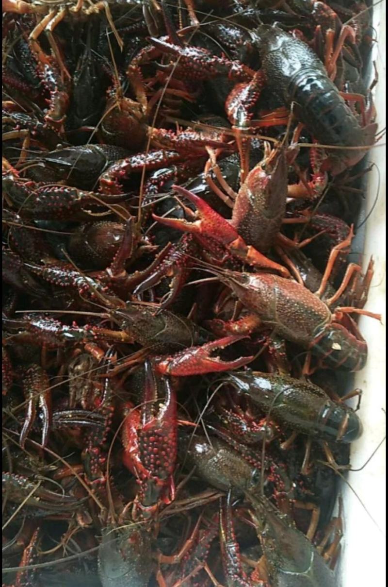 【荐】深水小龙虾洪湖产地发货价格优惠餐饮店饭店酒店供应