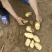 安丘土豆大量上市