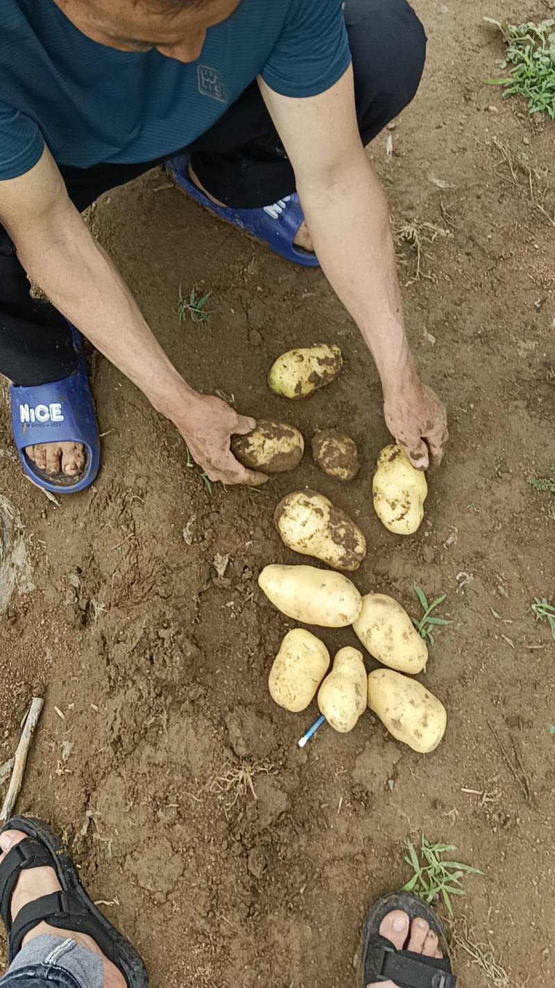 安丘土豆大量上市