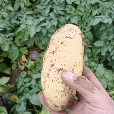 安丘土豆大量上市