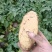 安丘土豆大量上市