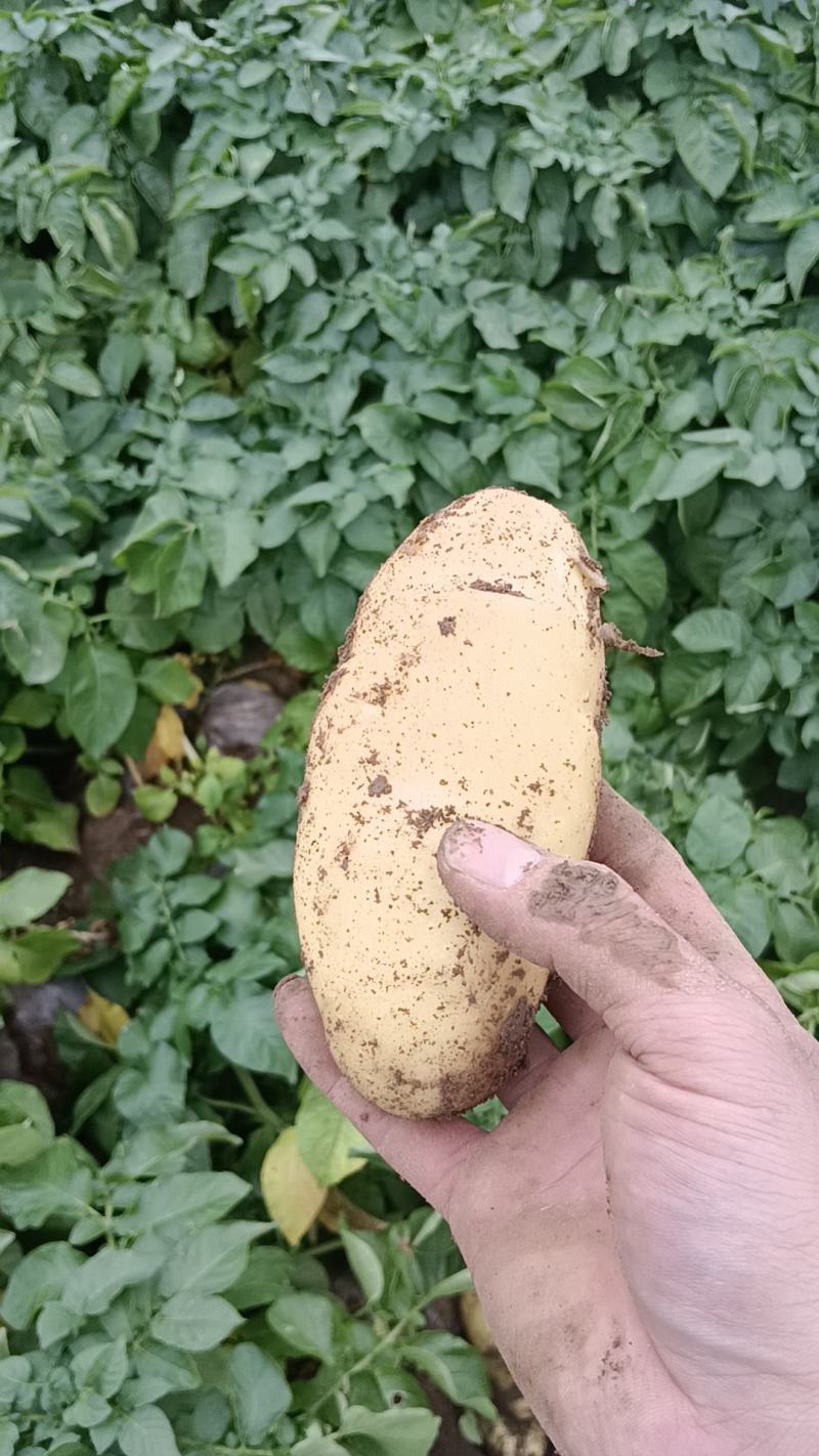 安丘土豆大量上市