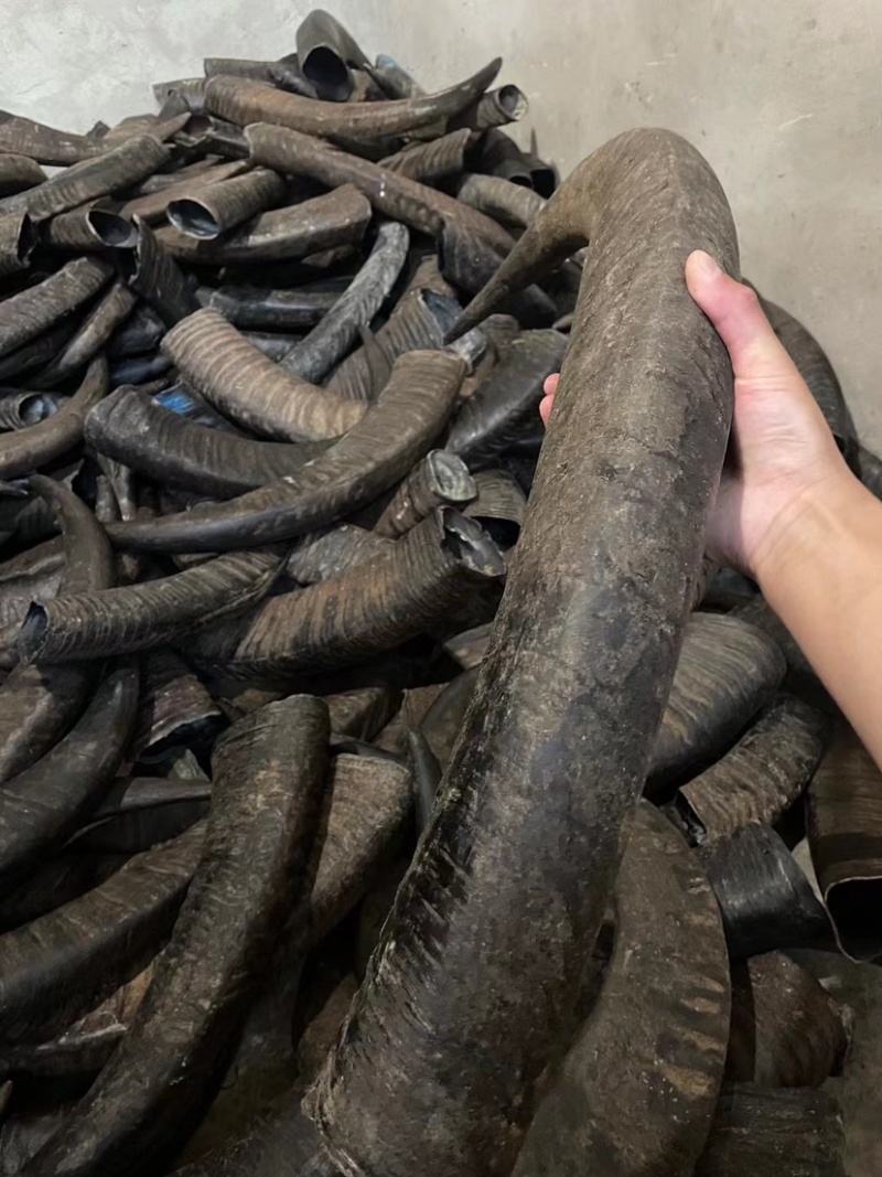 牛角水牛角药材供应平均50-90厘米长大批量水牛角