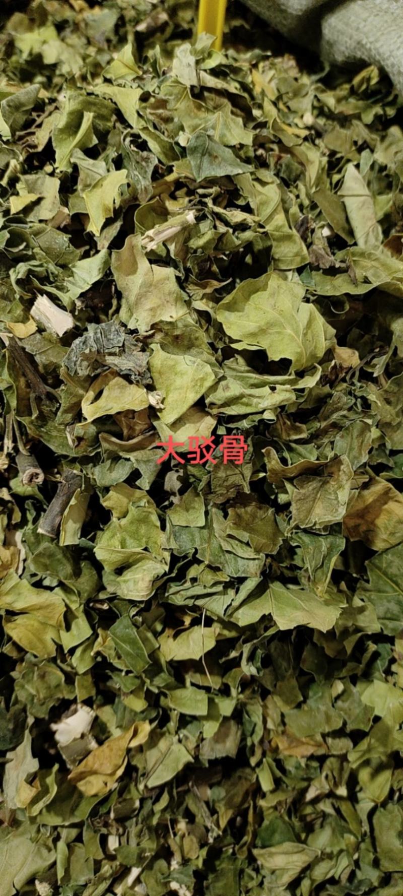 大驳骨