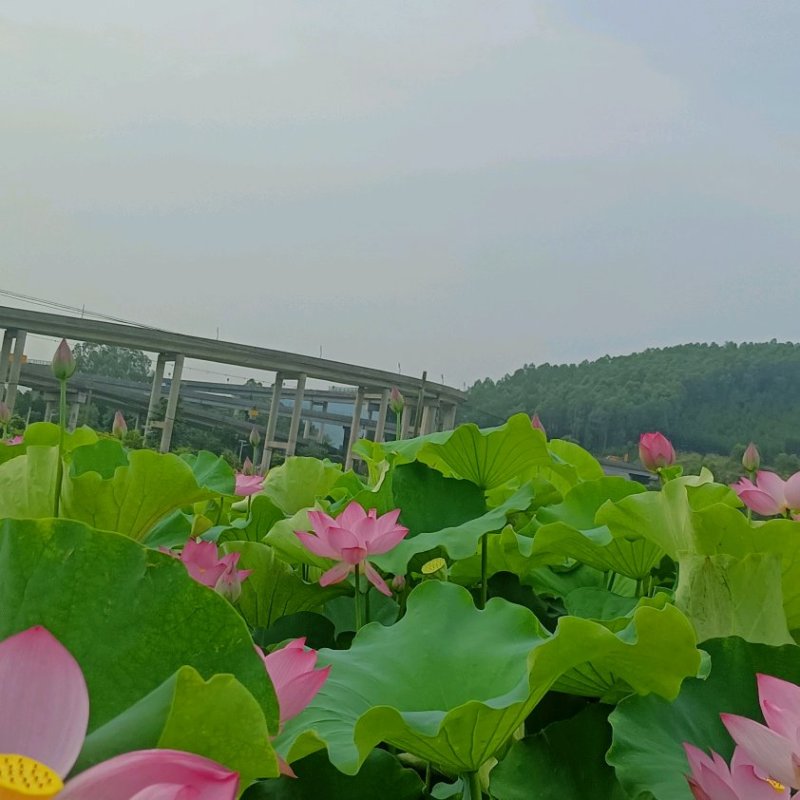 农场产品批发出售，
