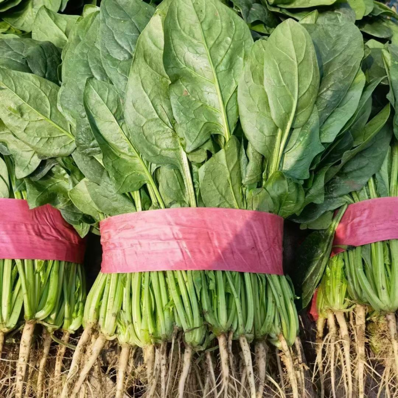 精品蔬菜