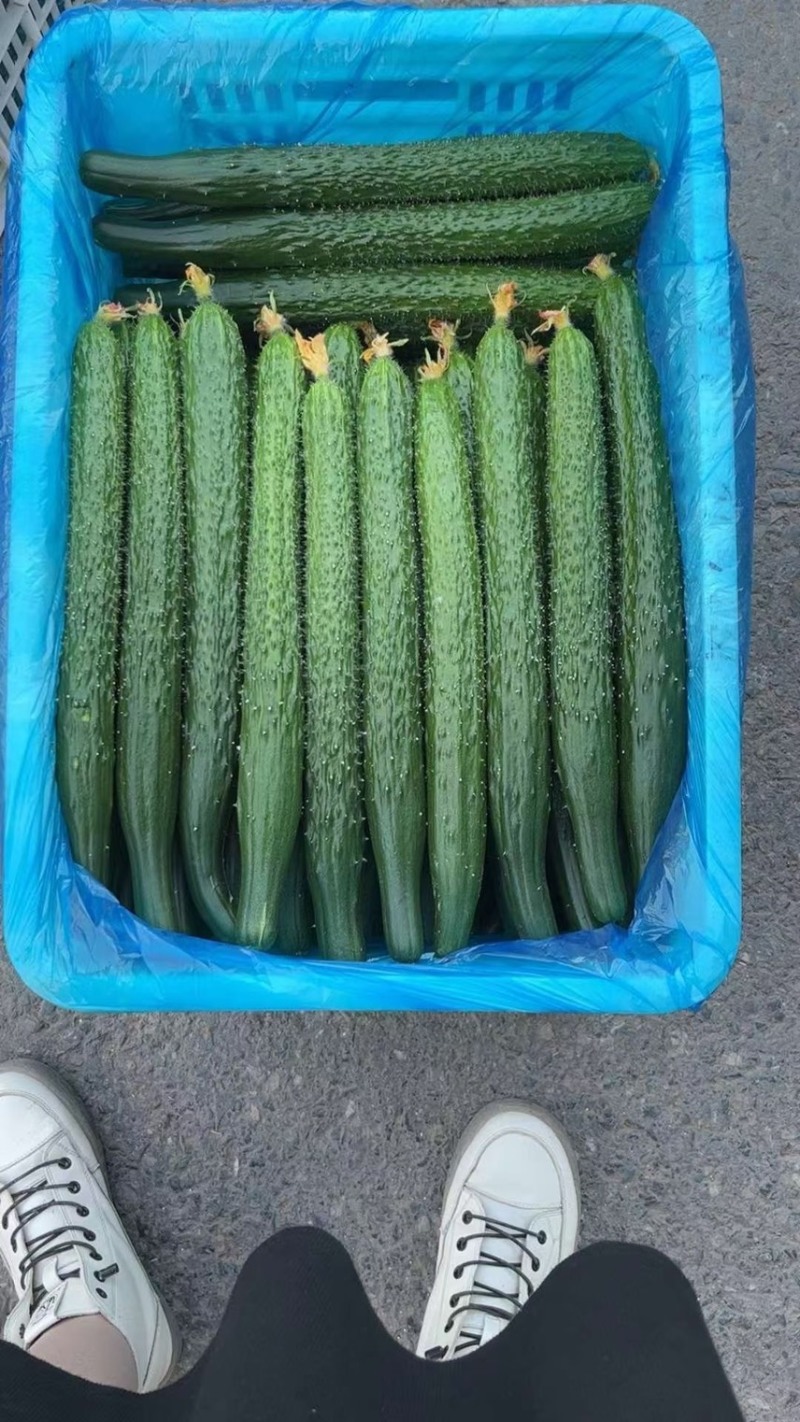 精品蔬菜