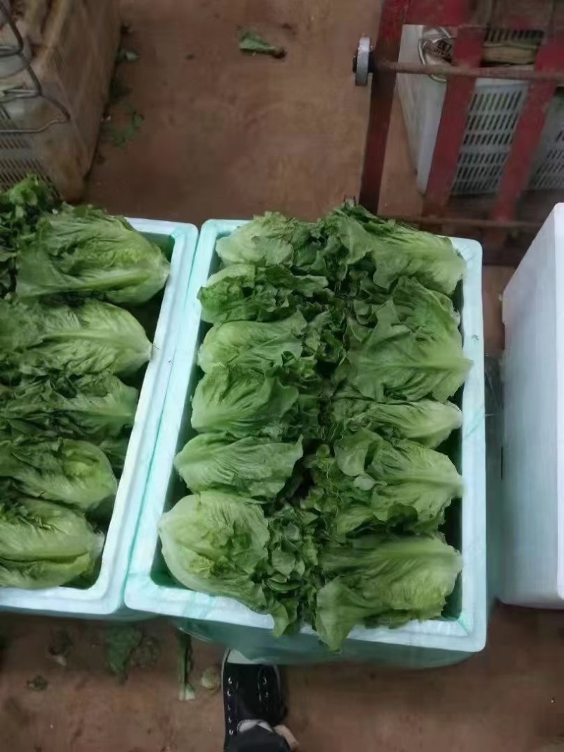 精品蔬菜