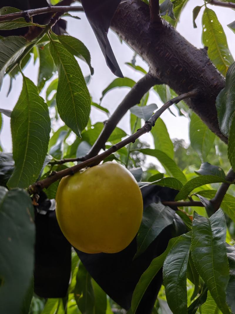露天早熟油黄桃