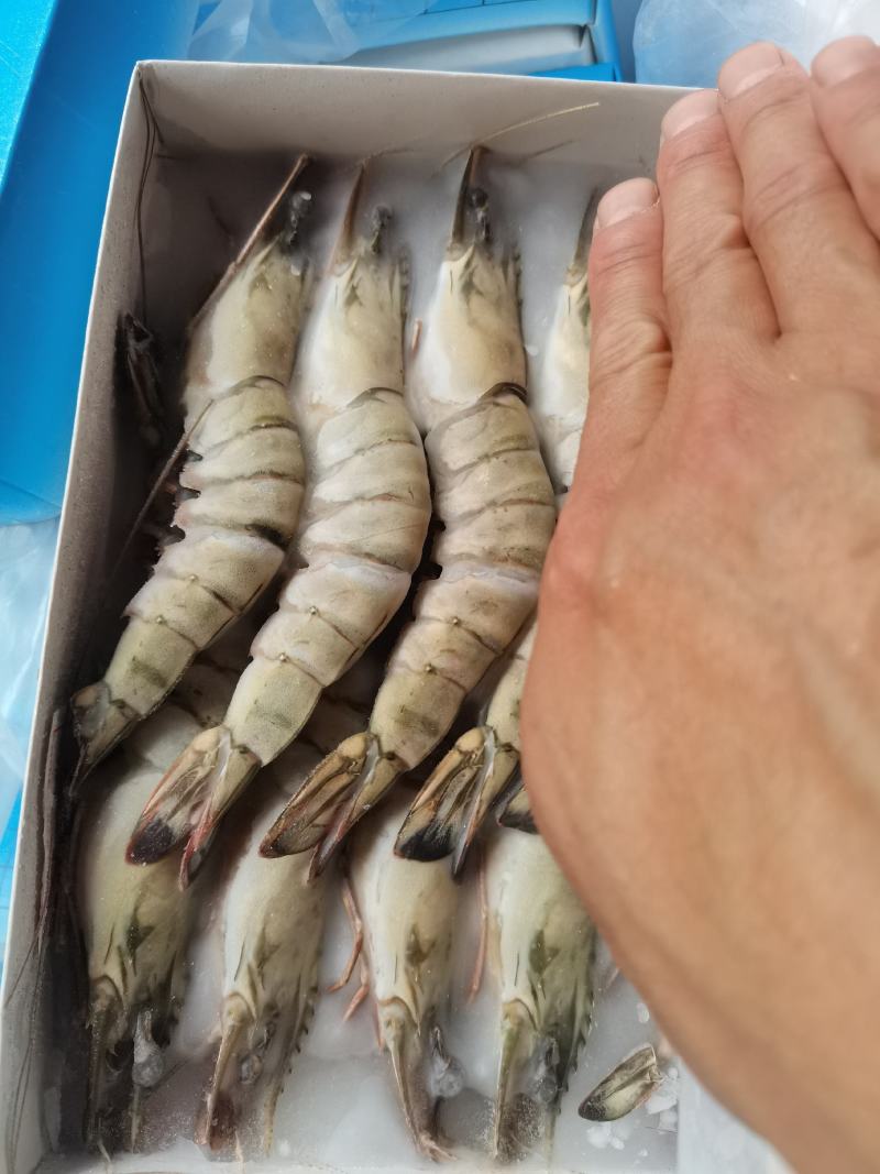 黑虎虾，工厂直发