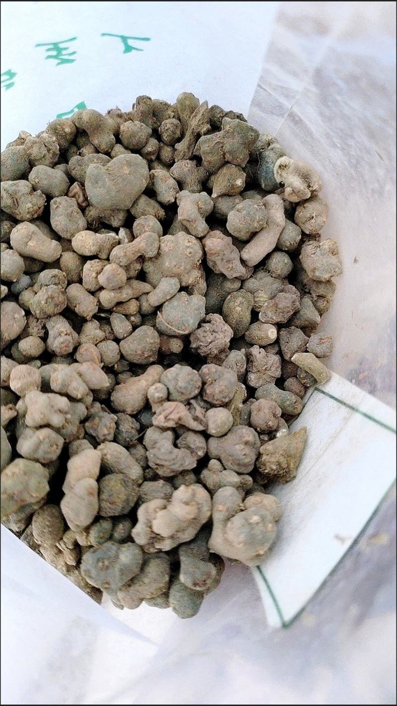 中药材猫爪草中药猫爪草新鲜正品猫抓草水洗猫爪草正