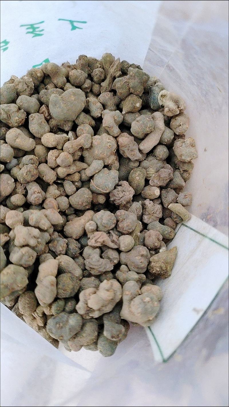 中药材猫爪草中药猫爪草新鲜正品猫抓草水洗猫爪草正