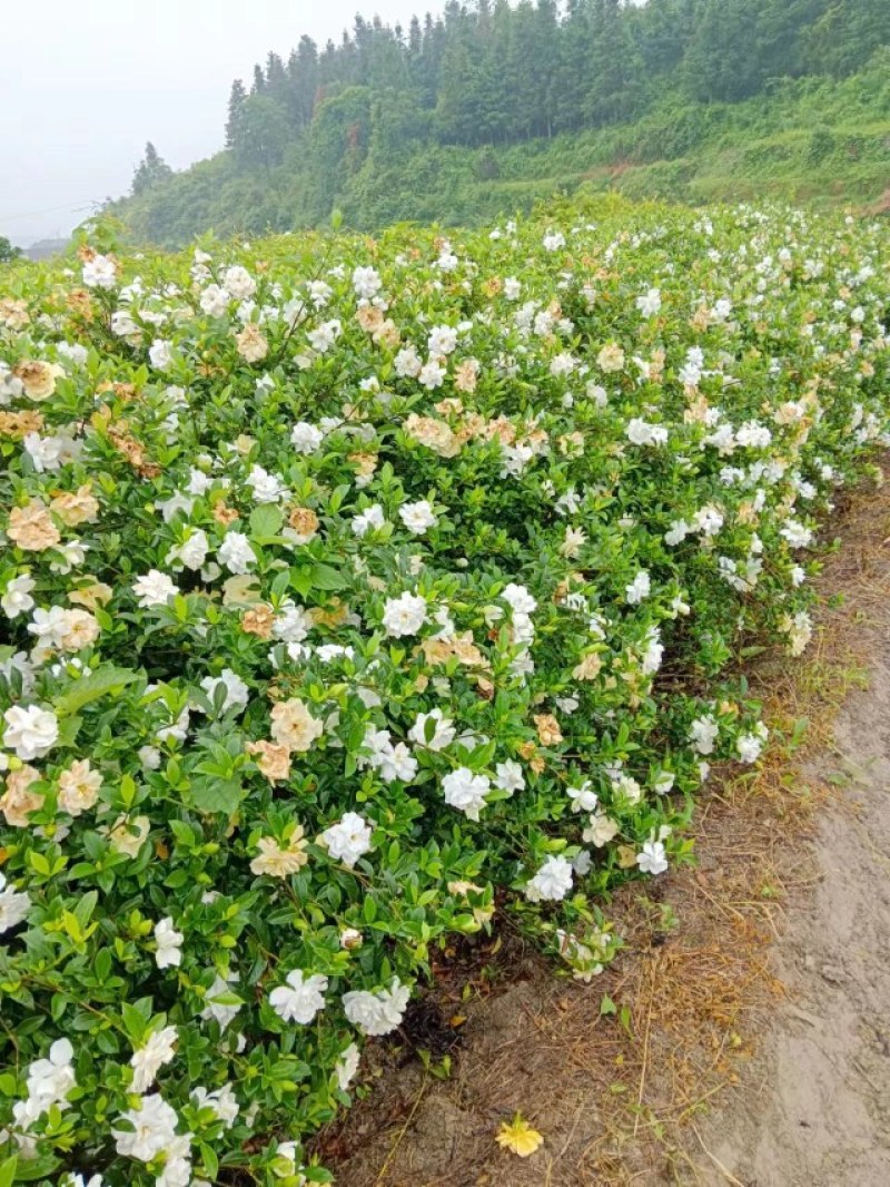 大叶:中叶栀子花球，价格实惠，美化环境，调解氧分，清香