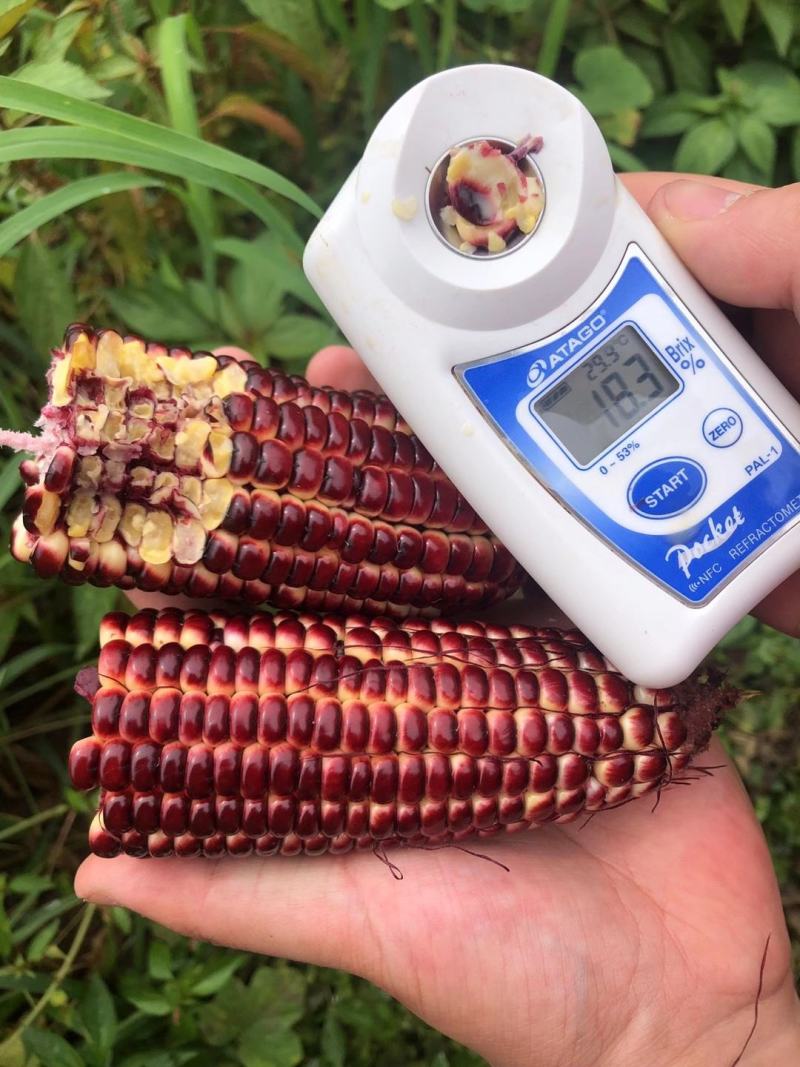 水果玉米红色甜玉米